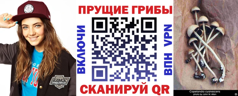 где можно купить   Шарья  Галлюциногенные грибы ЛСД 